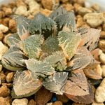 Haworthia Magic Thron Variegated