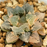 Haworthia Magic Thron Variegated