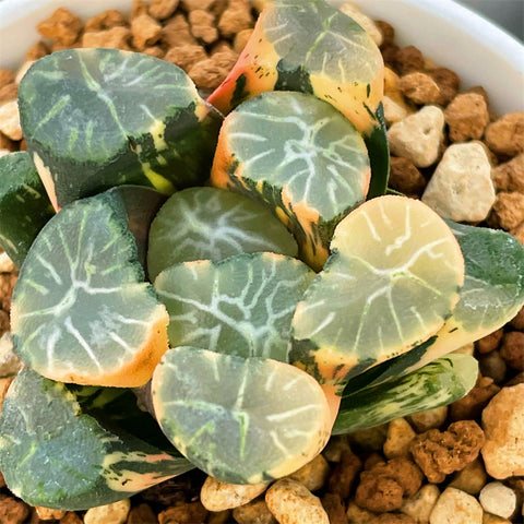 Haworthia Maughanii Shirotae Variegated