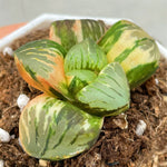 Haworthia Tropical Night Hybrid 'Colorful Ball' Variegated