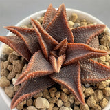 Haworthia Hard Leaf Koelmaniorum