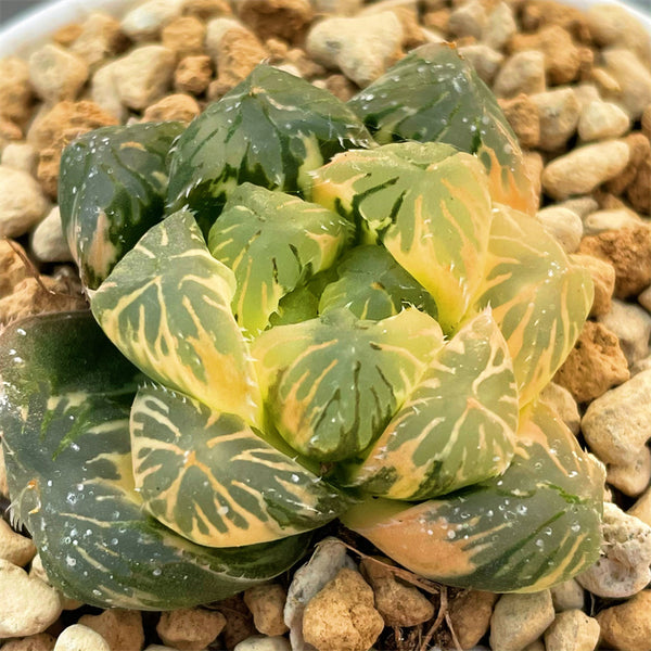 Haworthia Obtusa Hybrid Variegated Plant from seeds – ChinaHaworthia