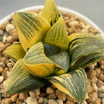 Haworthia Correcta Variegated Big and Thick Leaf Type
