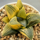 Haworthia Correcta Variegated Big and Thick Leaf Type
