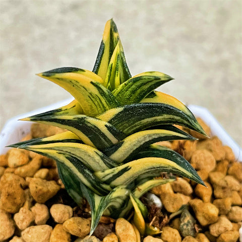 Haworthia Hard Leaf Viscosa Variegated