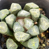 Haworthia Maughanii Shirotae Big Size Mother Plant