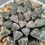 Haworthia Hybrid Type 'Terminator' plant from seeds