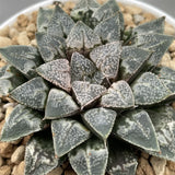 Haworthia Hybrid Type 'Terminator' plant from seeds
