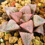 Haworthia Hybrid Type 'Summer Whisper' Plant from seeds