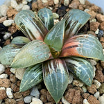 Haworthia Comptoniana X Moon Shadow variegated 'Ikeda Moon Shadow variegated'