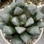 Haworthia Original Mangekyo Big size