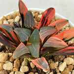 Haworthia Correcta Ice Surface Variegated