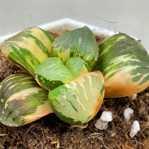 Haworthia Tropical Night Hybrid 'Colorful Ball' Variegated