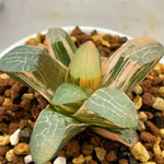 Haworthia Correcta Type Variegated (S)