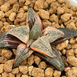 Haworthia Badia Aluminum Variegated