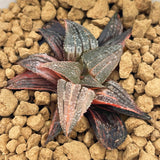 Haworthia Badia Aluminum Variegated