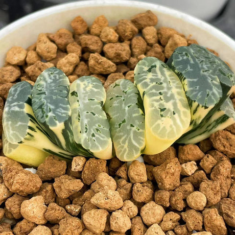 Haworthia Truncata Genbu Variegated