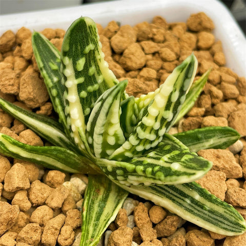 Haworthia Hard Leaf Angel's Tears Variegated