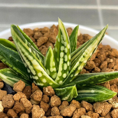 Haworthia Hard Leaf Angel's Tears Variegated