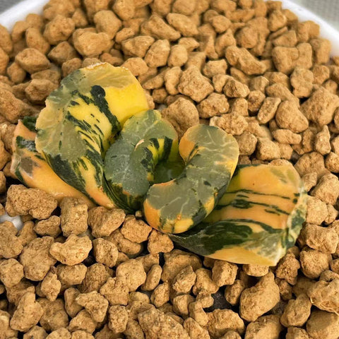 Haworthia Truncata Aoigozen Variegated