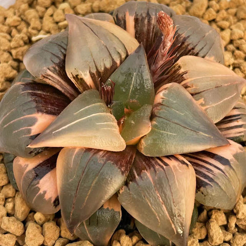 Haworthia Atrofsca Variegated Mother Plant