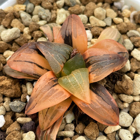 Haworthia Atrofsca Variegated Small Size