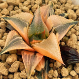 Haworthia Badia Hakuhou Variegated