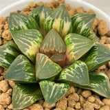 Haworthia Badia Bull Dog Variegated