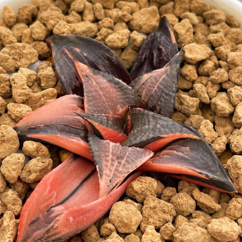 Variegated – Page 18 – ChinaHaworthia