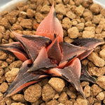 Haworthia Badia Hakuhou Variegated