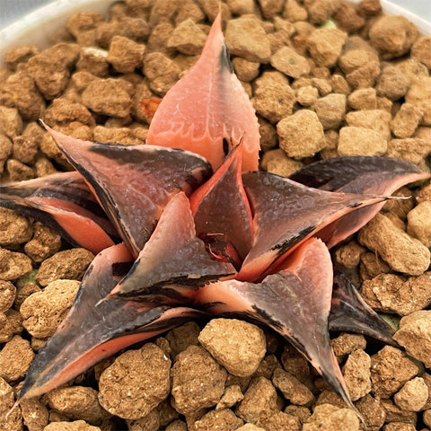 Haworthia Badia Hakuhou Variegated