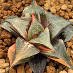Haworthia Badia Hakuhou Variegated