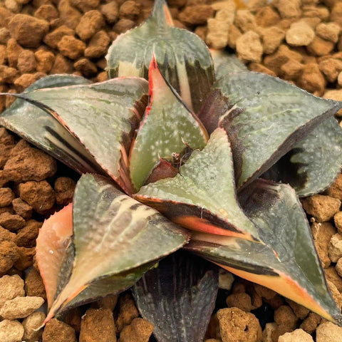 Haworthia Badia Hakuhou Variegated