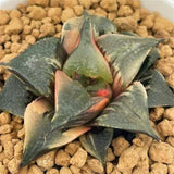 Haworthia Badia Hakuhou Variegated