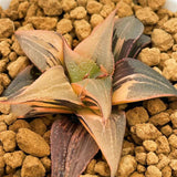 Haworthia Badia Matenrou Variegated