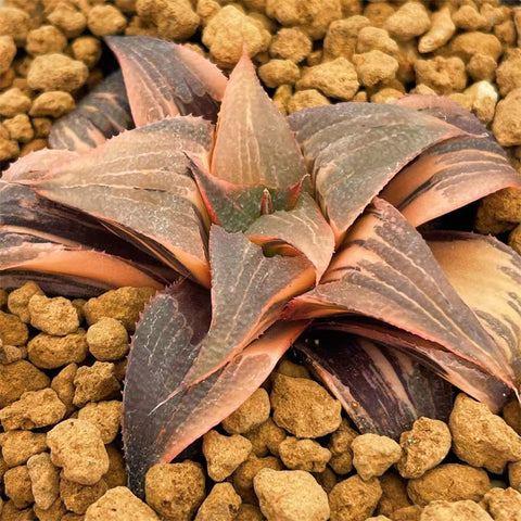 Variegated – Page 4 – ChinaHaworthia