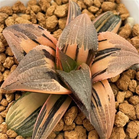 Haworthia Badia Matenrou Variegated
