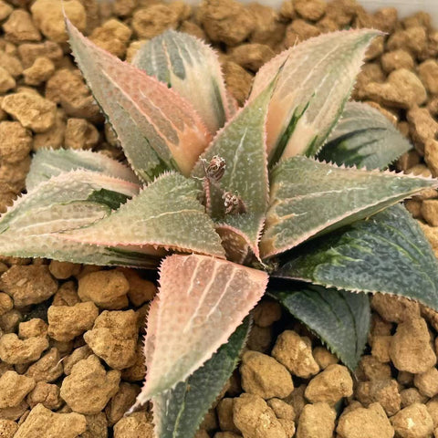Haworthia Badia 'MYSTIC POWER' Variegated – ChinaHaworthia