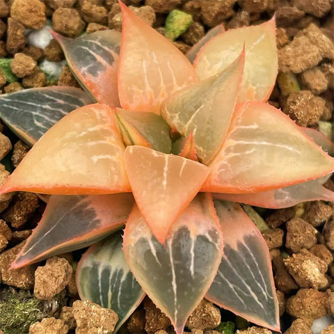 Variegated – Page 25 – ChinaHaworthia