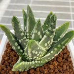 Haworthia Hard Leaf Dinosaur Star Big Leaf Type
