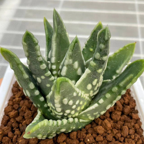 Haworthia Hard Leaf Dinosaur Star Big Leaf Type