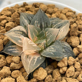 Haworthia BLACK ANGEL Variegated