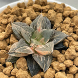Haworthia BLACK ANGEL Variegated