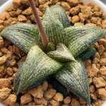 Haworthia Hard Leaf Hybrid 'Black Cayman'