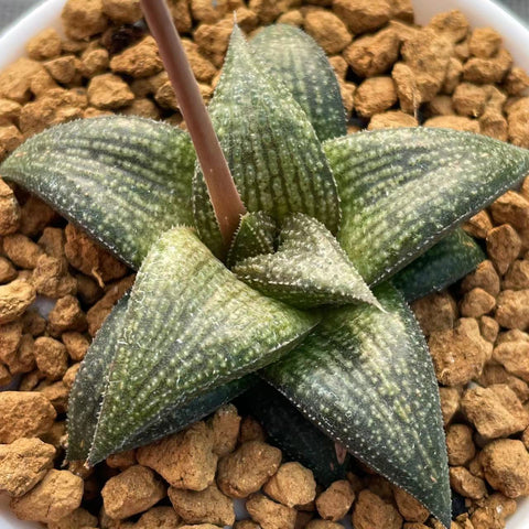 Haworthia Hard Leaf Hybrid 'Black Cayman'