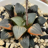 Haworthia Black Correcta Variegated/Thick Leaf Correcta Variegated
