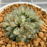 Haworthia Black Ob Reverse Variegated