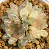 Haworthia Black Ob Reverse Variegated