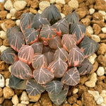 Haworthia Black Ob Variegated