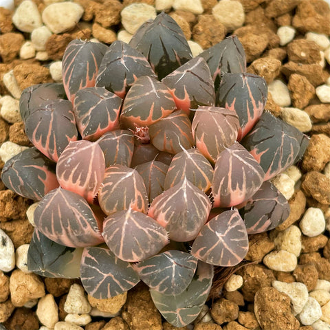 Haworthia Black Ob Variegated